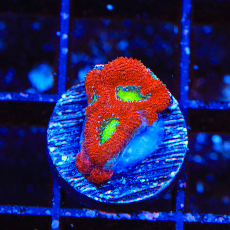 Ultra Acan Coral