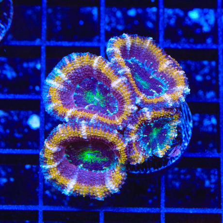 Rainbow Acan Coral