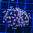 Ultra Hammer Coral