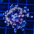 Ultra Hammer Coral