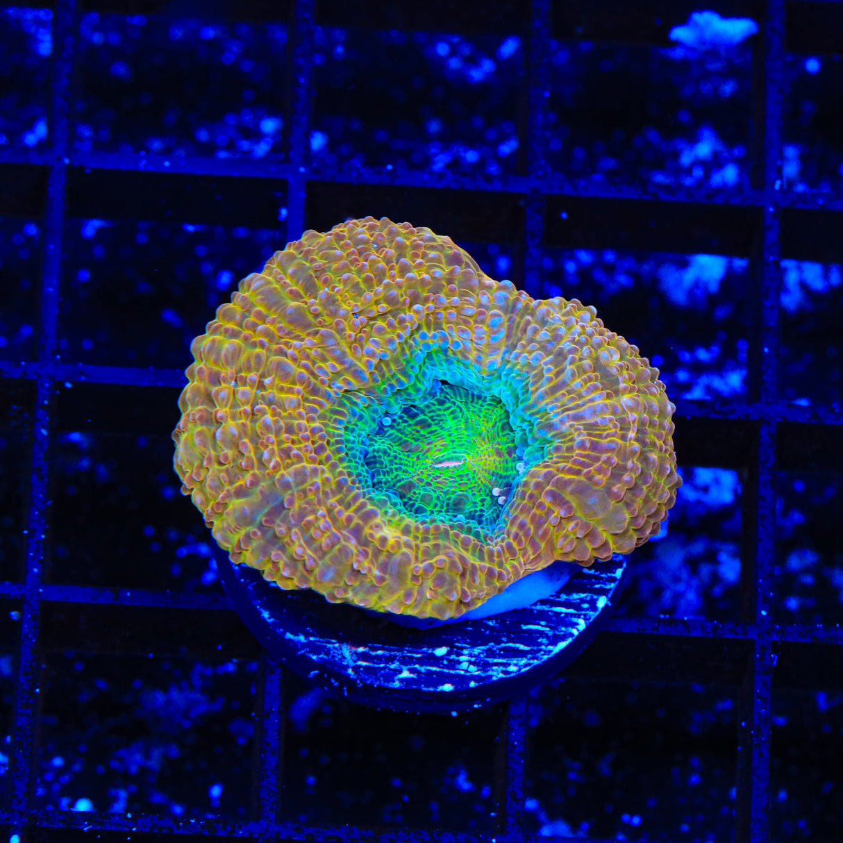Rainbow Lobophyllia Coral - Top Shelf Aquatics