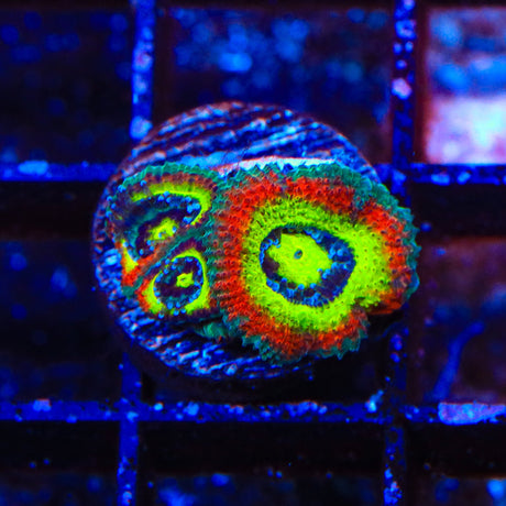 F2M Holy Grail Micromussa Blastomussa Coral