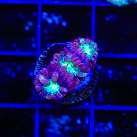 Ultra Rhodactis Mushroom Coral