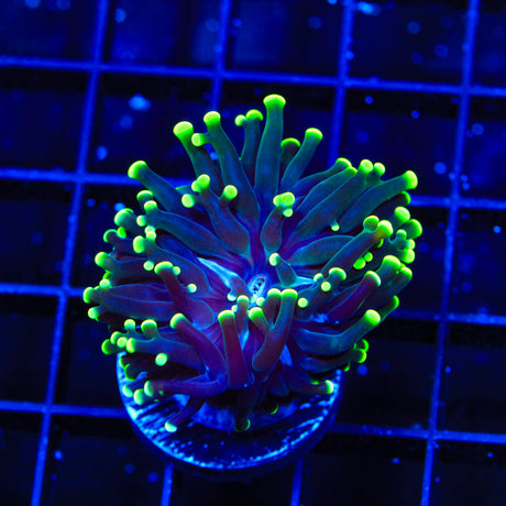 Green Tip Frogspawn Coral - Top Shelf Aquatics