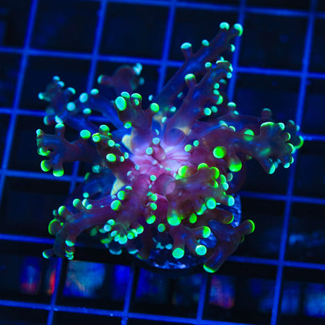 Green Tip Frogspawn Coral