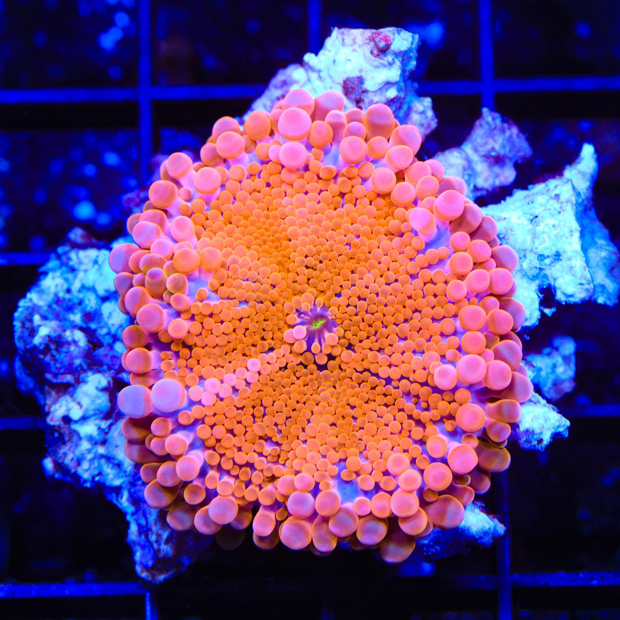 Atomic Orange Yuma Coral