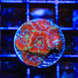 Ultra Acan Coral