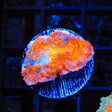 TSA Sun on Fire Mushroom Coral