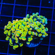 Rainbow Hammer Coral