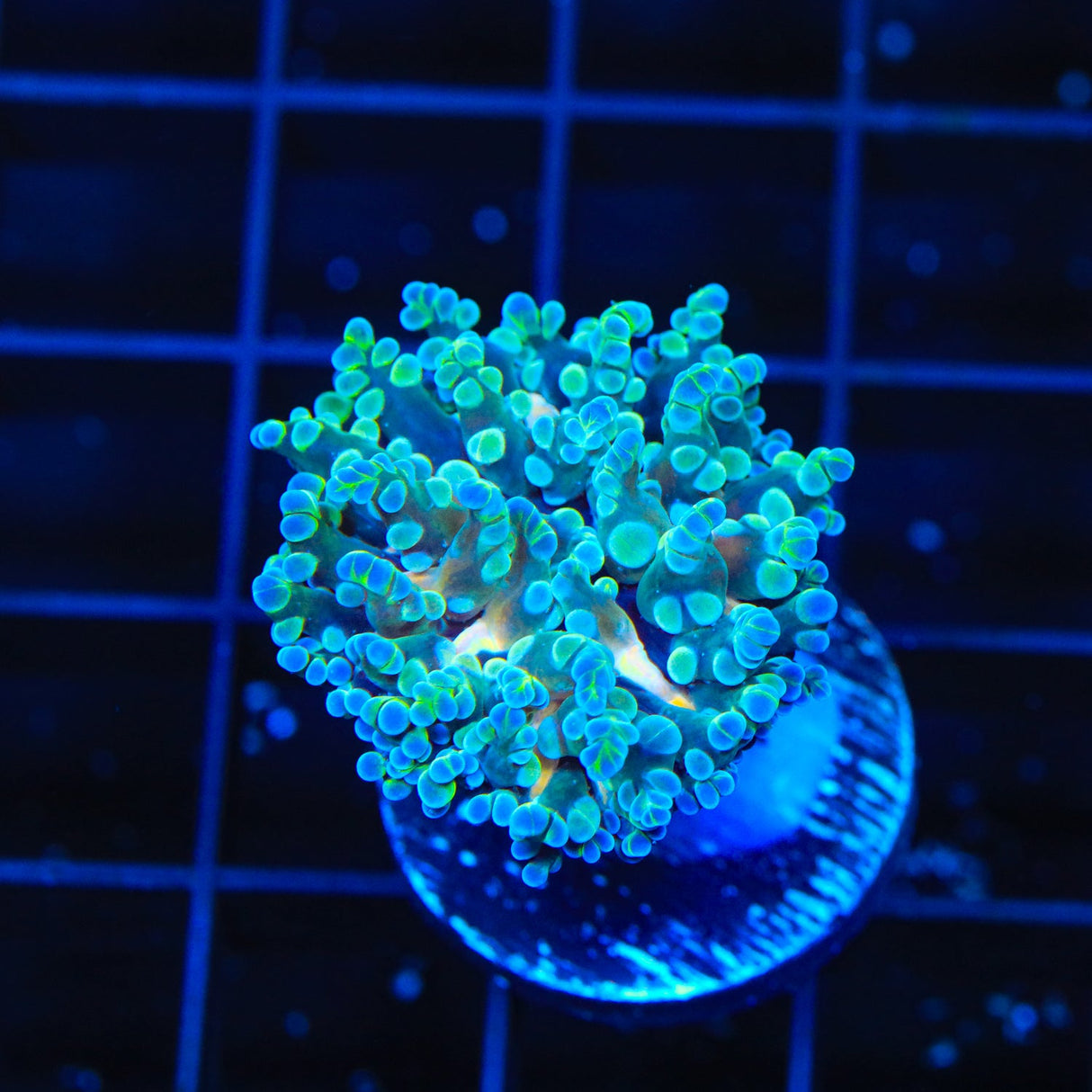 Gold Center Frogspawn Coral