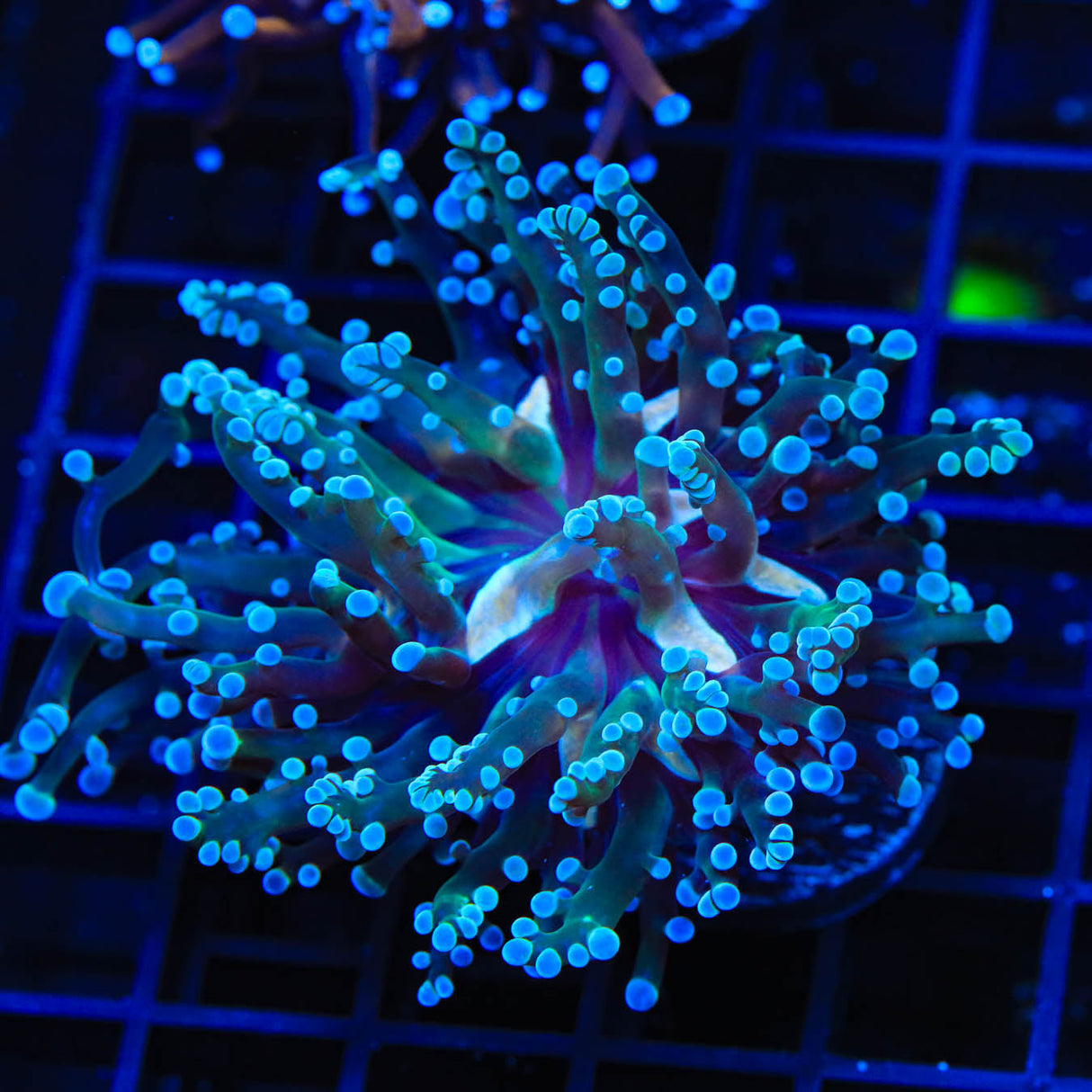 Blue Tip Frogspawn Coral - Top Shelf Aquatics