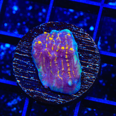 TSA Gold Dust Chalice Coral