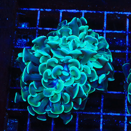 Teal Hammer Coral