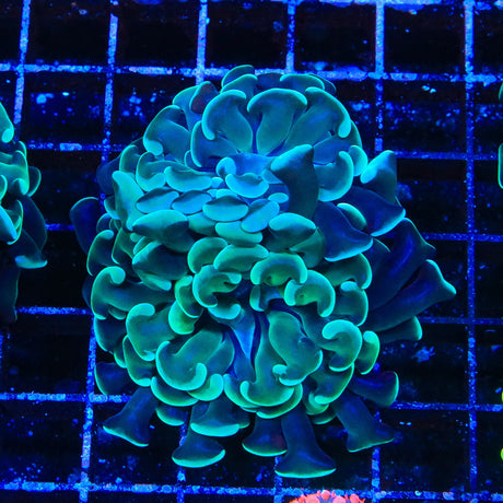 Teal Hammer Coral