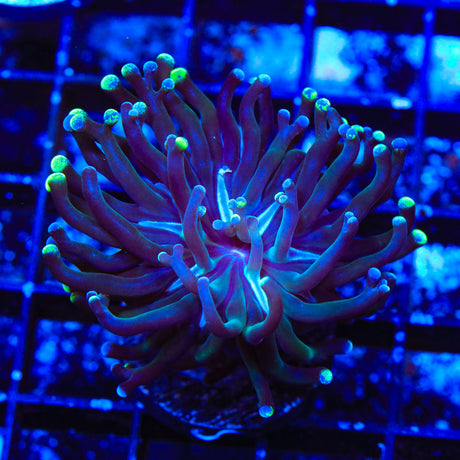 Two-Tone Frogspawn Coral