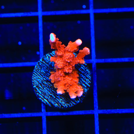 ACI Manila Spy Montipora Coral