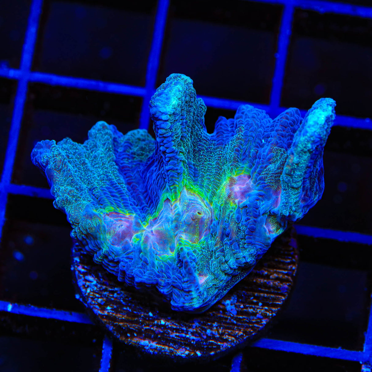 Grafted Glitter Pectinia Coral