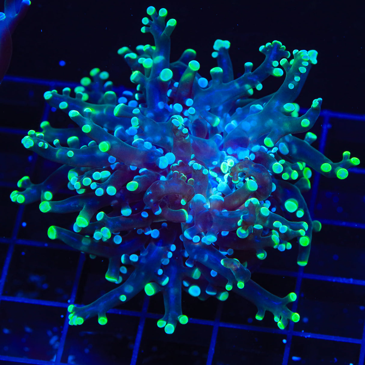 Two-tone Frogspawn Coral