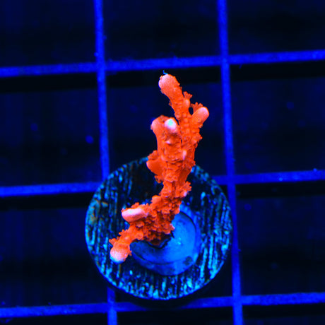 ACI Manila Spy Montipora Coral