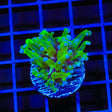 Bicolor Frogspawn Coral - Top Shelf Aquatics
