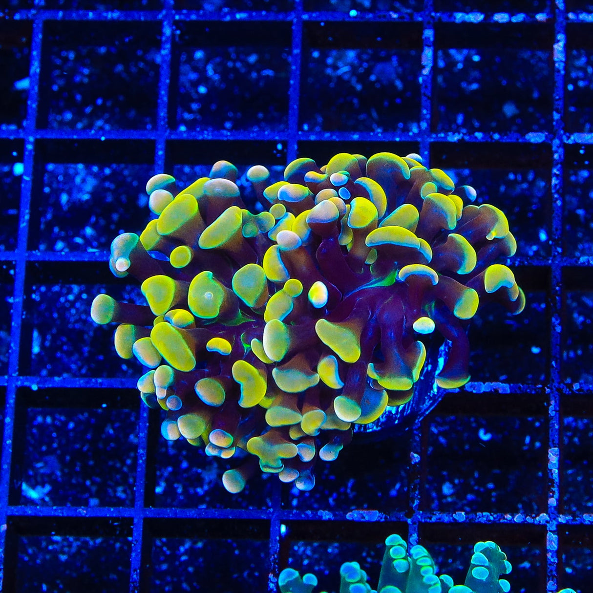 Rainbow Hammer Coral