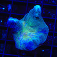 Grafted Rainbow Pectinia Coral