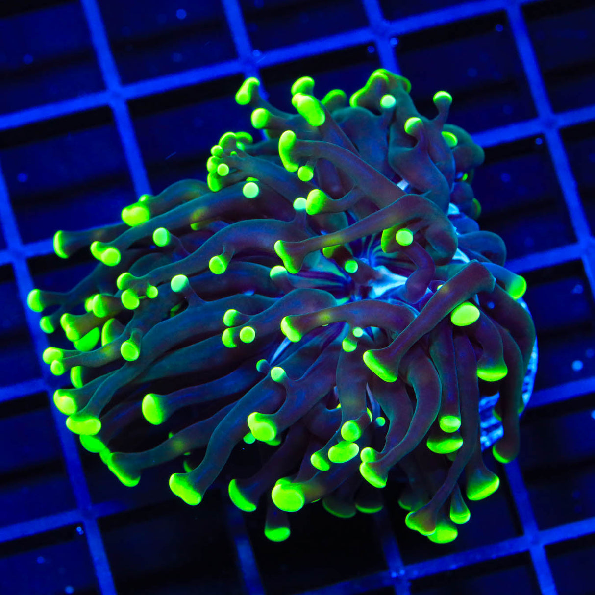 Green Tip Frogspawn Coral - Top Shelf Aquatics
