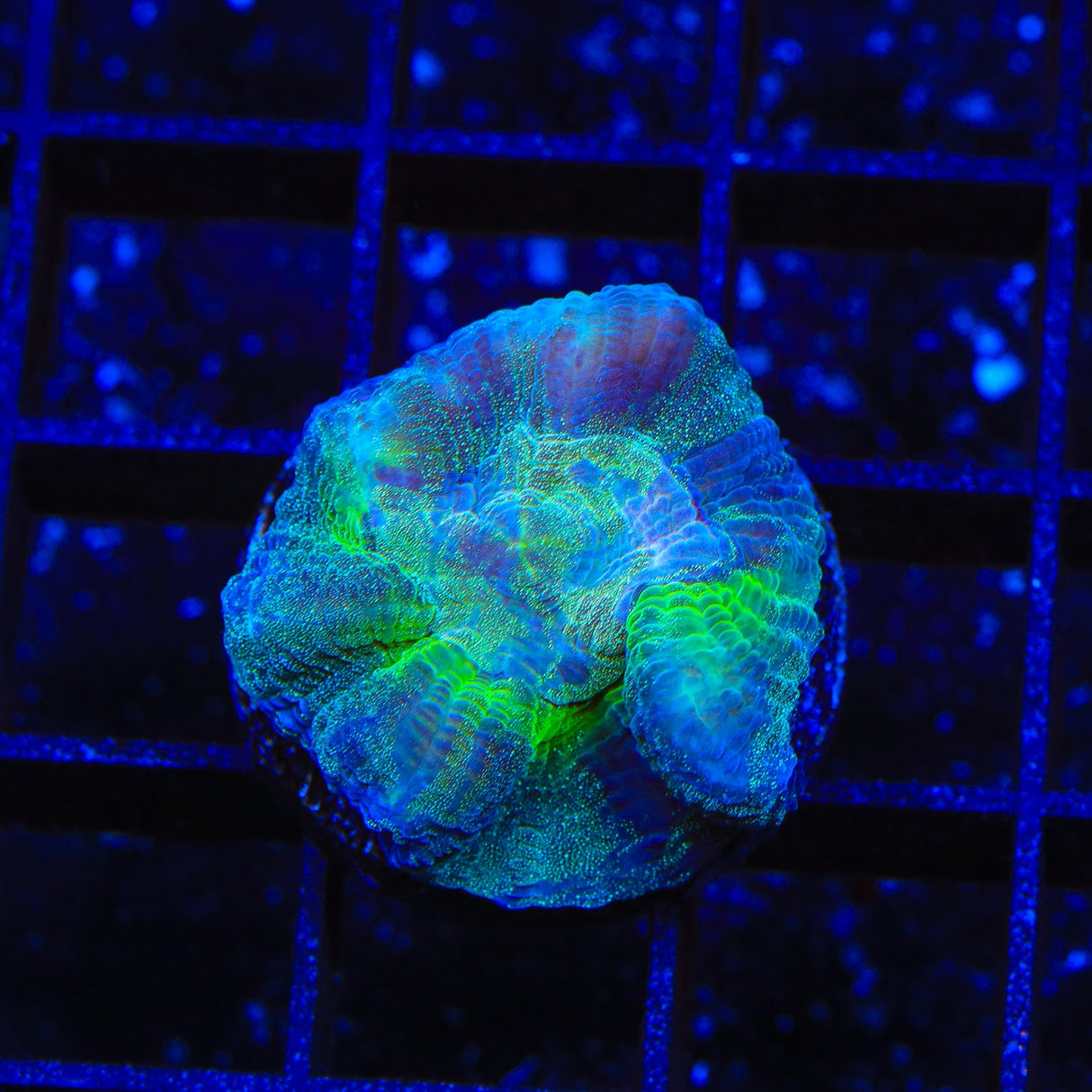 Grafted Rainbow Pectinia Coral