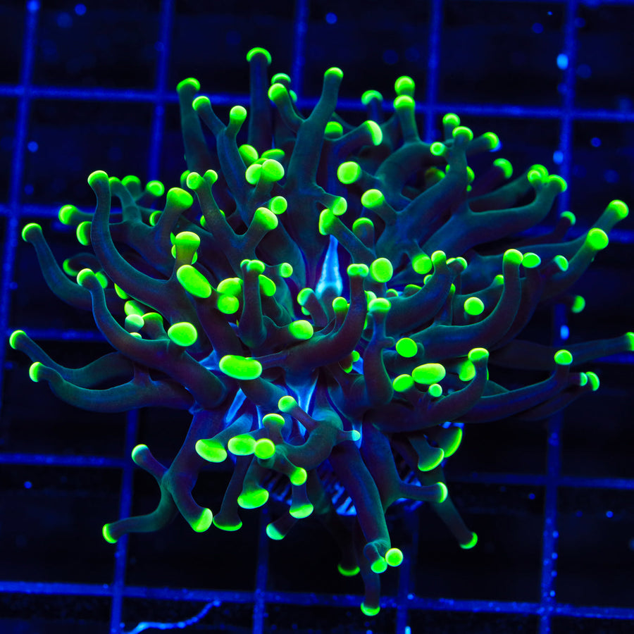 Green Tip Frogspawn Coral