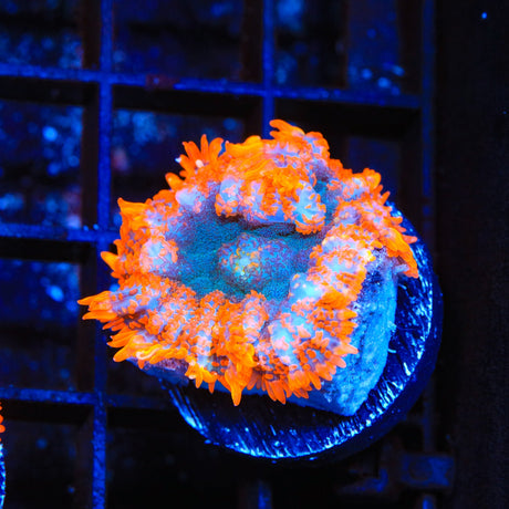 TSA Stranger Danger Rhodactis Mushroom Coral