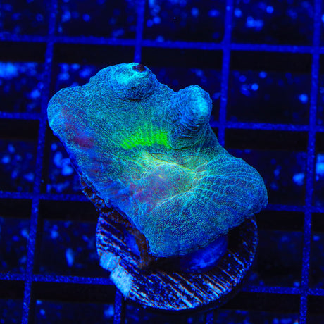 Grafted Rainbow Pectinia Coral