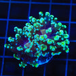 Tonic Frogspawn Coral