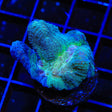 Grafted Glitter Pectinia Coral