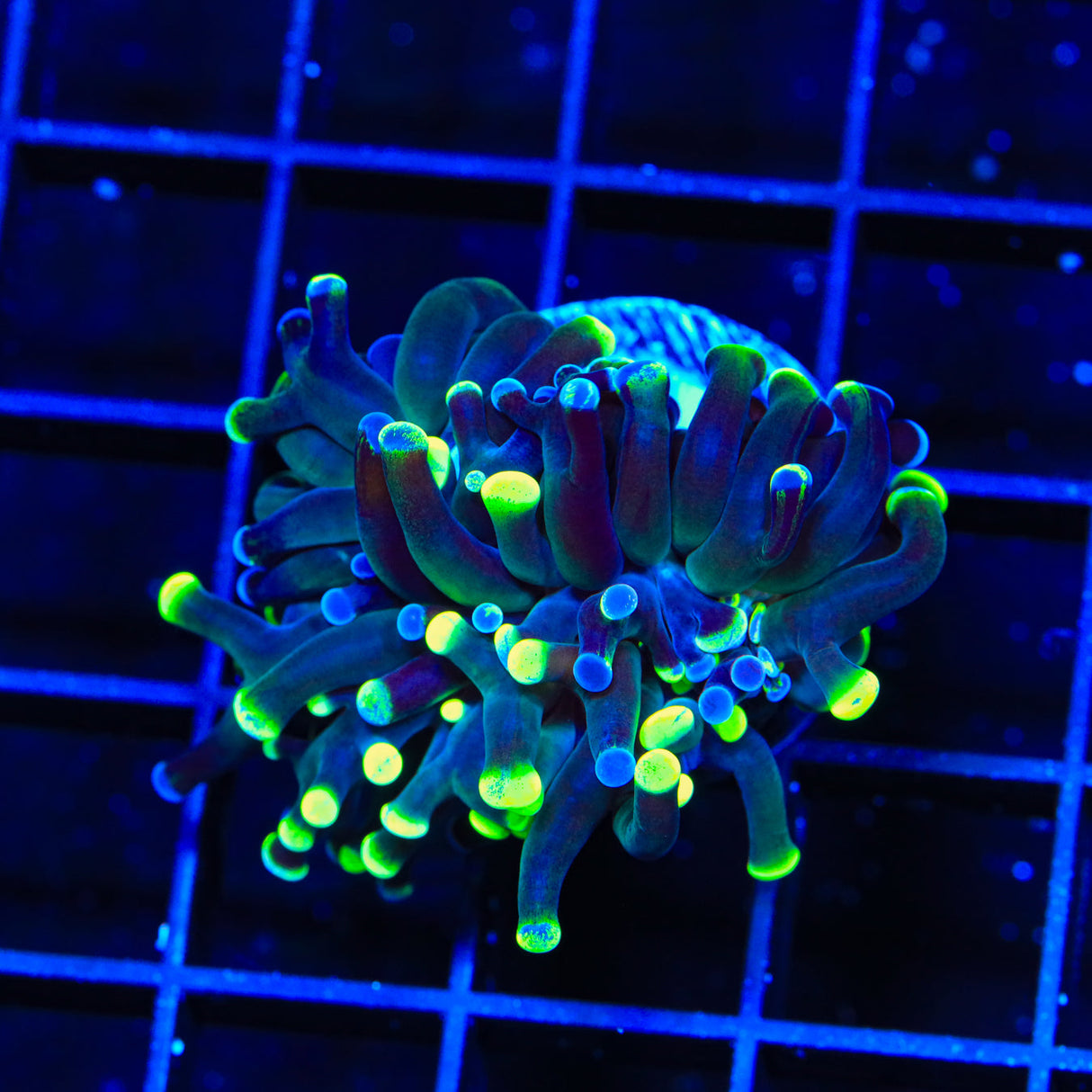 Two Tone Frogspawn Coral - Top Shelf Aquatics