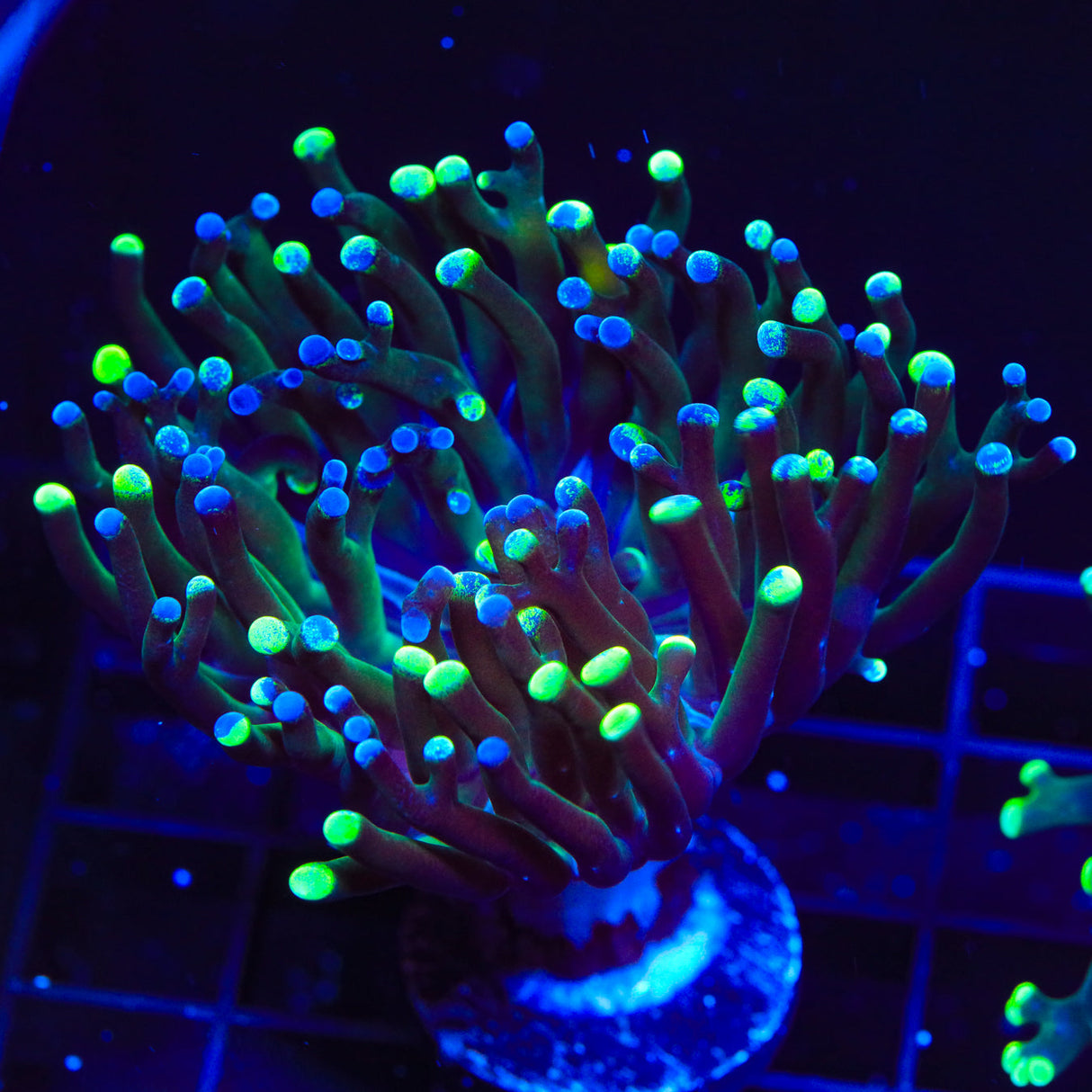 Two-tone Frogspawn Coral