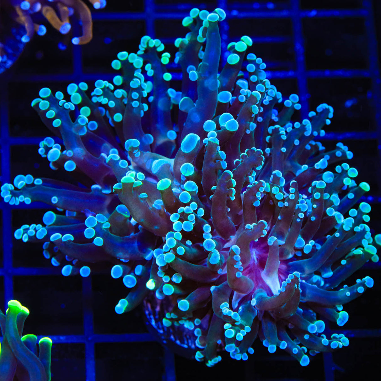 Blue Tip Frogspawn Coral - Top Shelf Aquatics
