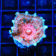 Calypso Umbrella Mushroom Coral