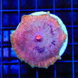 Calypso Umbrella Mushroom Coral