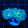 Gold Center Frogspawn Coral