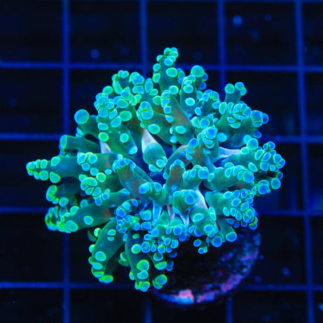 Tonic Frogspawn Coral