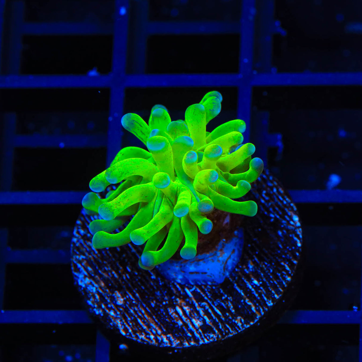 Highlighter Cristata Coral - Top Shelf Aquatics