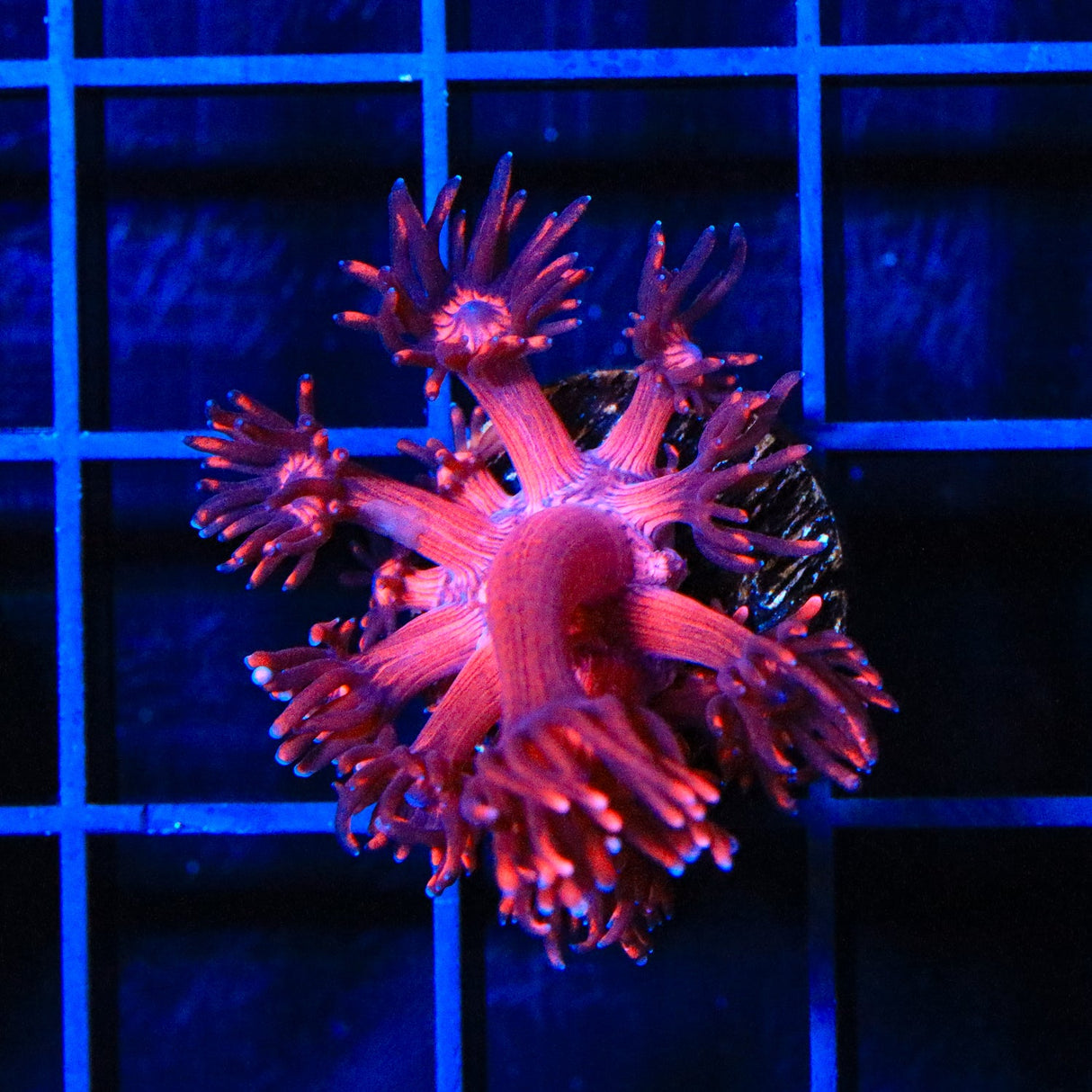 ORA Cherry Red Goniopora Coral