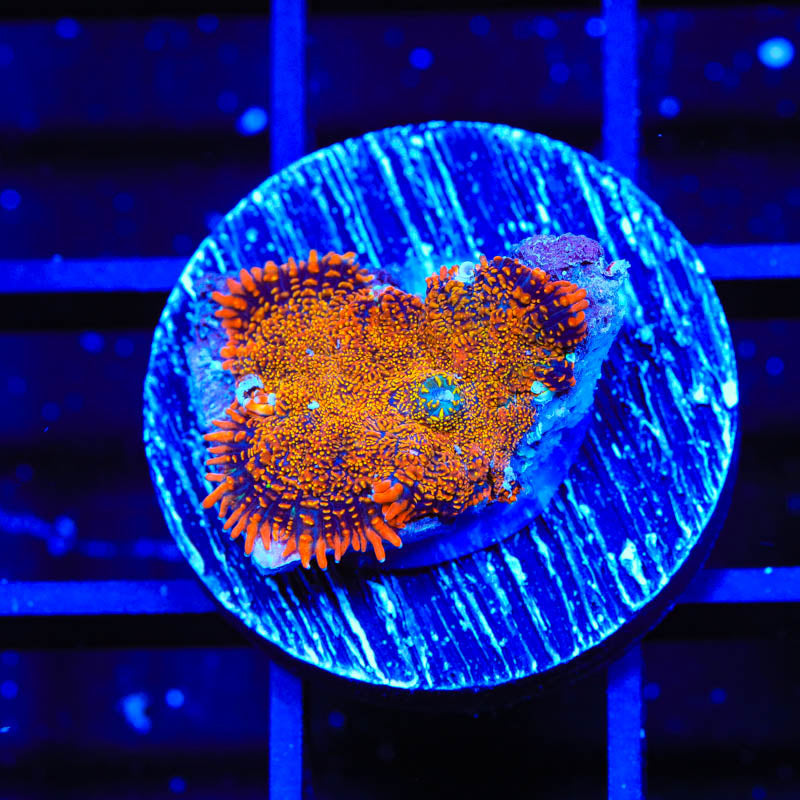 TSA Atomic Glow Rhodactis Mushroom Coral