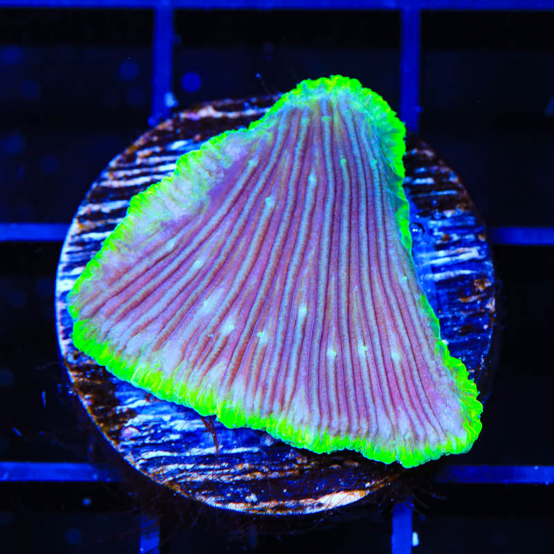 Green Rim Diaseris Plate Coral