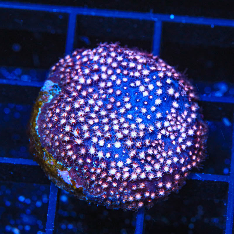TSA Sweet Heart Stylocoeniella Coral - Top Shelf Aquatics