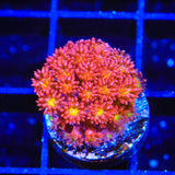 TSA Raspberry Limeade Goniopora Coral