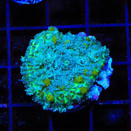 Alien Abduction Mushroom Coral