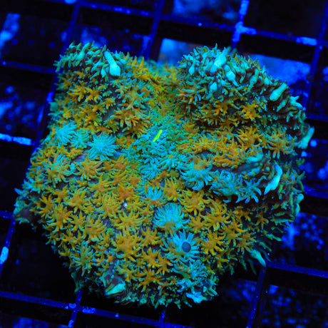 Sweet Honey Persian Rug Mushroom Coral