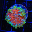 Ultra Yuma Coral