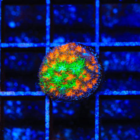 TSA Grafted Two to Tango Leptastrea Coral